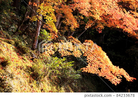 江東三山百齋寺步道28(滋賀縣愛知郡) 江東三山百齋寺步道28(滋賀縣愛知郡) 84233678