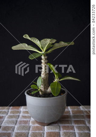 Pachypodium Winsory Pachypodium Winsory 84233726