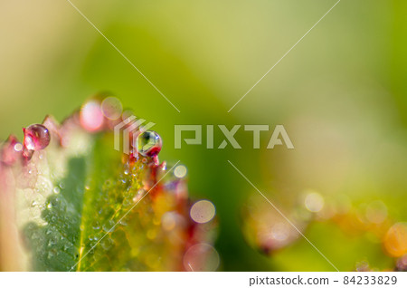 Morning dew on the leaves of the grass Natural modeling 84233829
