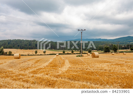 bales of dry straw in the field after harvest 84233901