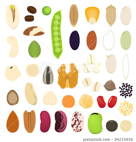 豆類、種子和穀物的插圖集 84233938