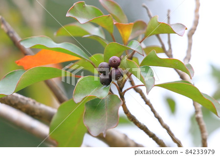 Kakuremino 的彩色水果和秋葉 Kakuremino 的彩色水果和秋葉 84233979