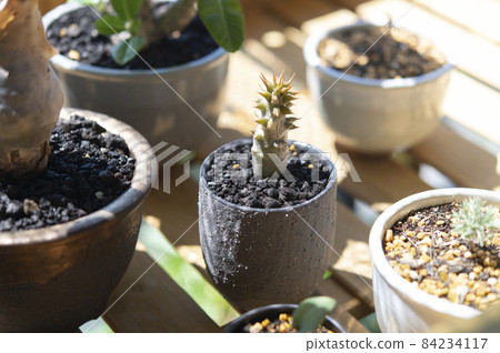 Dormant Pachypodium Barony 84234117