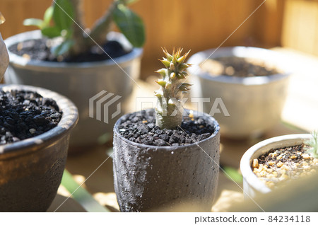 Dormant Pachypodium Barony Dormant Pachypodium Barony 84234118