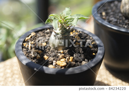 Kodo (Pachypodium Namakuanam) 84234220