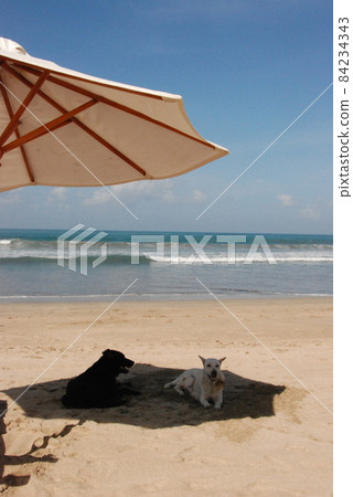 黑白狗在陰涼處涼爽（庫塔海灘/印度尼西亞巴厘島） 84234343