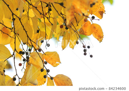 金針菇的秋葉和果實 金針菇的秋葉和果實 84234600