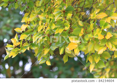 Autumn leaves and fruits of enoki mushrooms Autumn leaves and fruits of enoki mushrooms 84234604