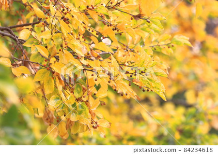 Autumn leaves and fruits of enoki mushrooms 84234618