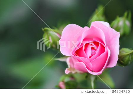 Soft pink rose Bonica with buds in the garden. Perfect for background of greeting cards for birthday, Valentine's Day and Mother's Day 84234750
