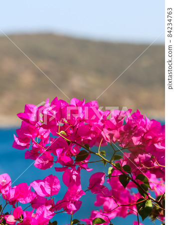 Purple bougainvillea flowers on the background of the sea and the island. Summer vacation and coastal nature concept Purple bougainvillea flowers on the background of the sea and the island. Summer vacation and coastal nature concept 84234763