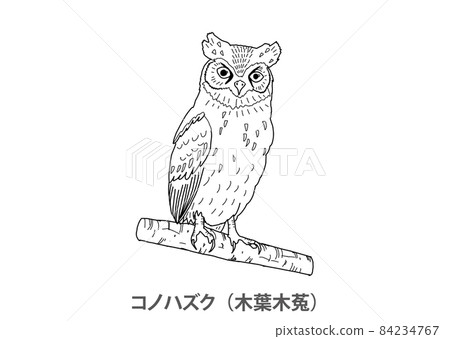 [Prefectural Bird] Konohazuku (Kobagi) Aichi Prefecture-Line drawing 84234767