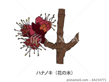 [Prefectural tree] Hananoki (flower tree) Aichi... - Stock Illustration ...