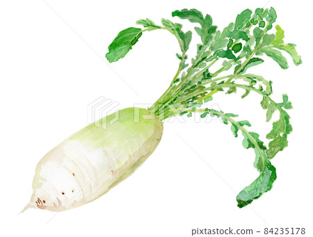 Raphanus sativus var. hortensis 蘿蔔的水彩插圖 Raphanus sativus var. hortensis 蘿蔔的水彩插圖 84235178