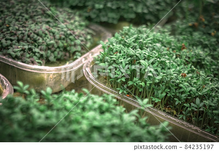 Greens in a greenhouse grown by hydroponics method Greens in a greenhouse grown by hydroponics method 84235197