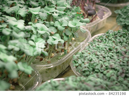 Greens in a greenhouse grown by hydroponics method Greens in a greenhouse grown by hydroponics method 84235198