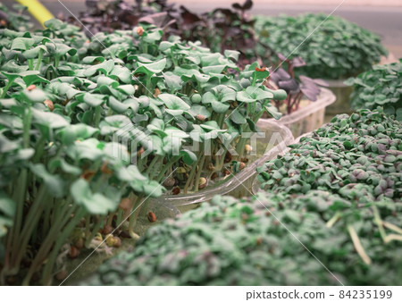 Greens in a greenhouse grown by hydroponics method Greens in a greenhouse grown by hydroponics method 84235199