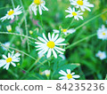White flowers wild flowers 84235236