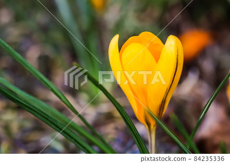 The first yellow crocuses in the spring garden. Botanical concept The first yellow crocuses in the spring garden. Botanical concept 84235336