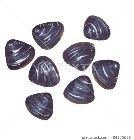 Shijimi淡水蛤手繪插圖 84235658