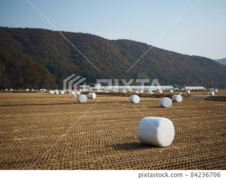 Autumn rice field scenery in Korea Autumn rice field scenery in Korea 84236706