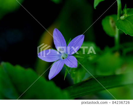 A single clasping venus that bloomed in the shade 84236726