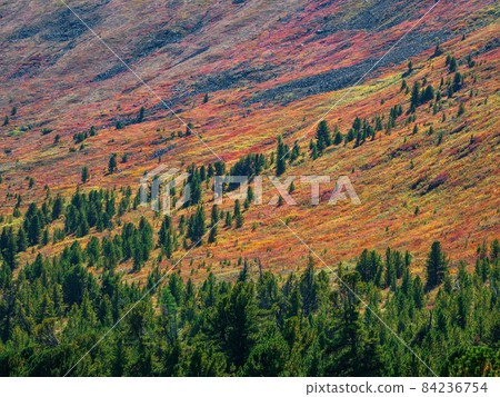 Red autumn mountain slope with coniferous forest. 84236754