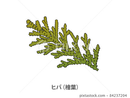 [縣樹] Hiba（Hinoha）青森縣 84237204