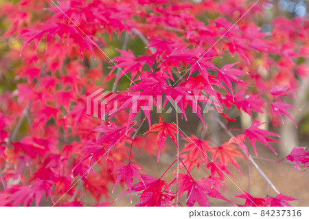 秩父繆斯公園的楓葉秋葉 秩父繆斯公園的楓葉秋葉 84237316
