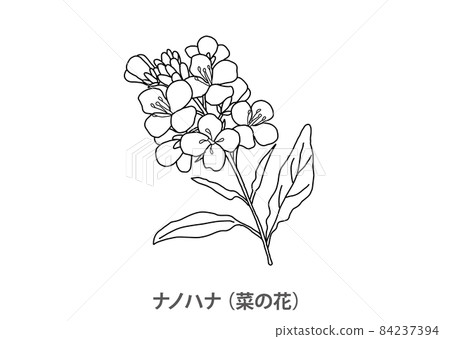 [Prefectural flower] Nanohana (rape blossoms) Chiba prefecture-line drawing 84237394