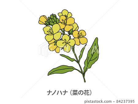 [Prefectural flower] Nanohana (rape blossoms) Chiba prefecture 84237395