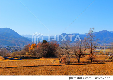 信州美麗的秋葉 Part 2111 84237556