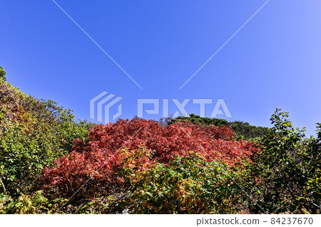 Autumn of Hakusan Murododaira Autumn of Hakusan Murododaira 84237670