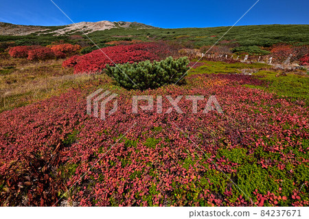 Autumn of Hakusan Murododaira Autumn of Hakusan Murododaira 84237671