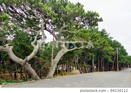 Senbon Matsubara Shizuoka Prefecture 84238112