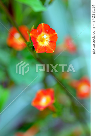 Marubarukousou that blooms small vermilion flowers shaped like a trumpet 84238114