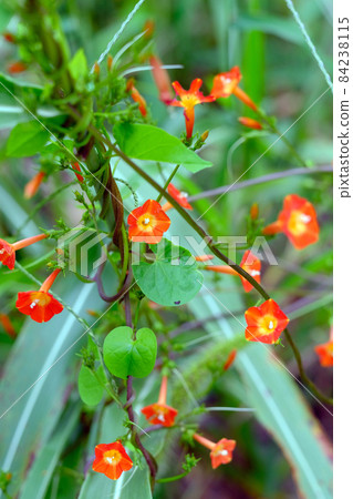 Marubarukousou that blooms small vermilion flowers shaped like a trumpet 84238115