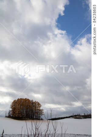 黃棕色落葉松林 84238603