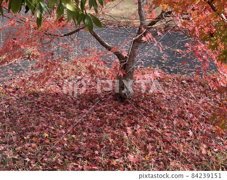 京都十關自動車道由良川 PA 的樹上落下的紅葉 84239151