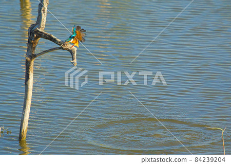 The common kingfisher flies quickly from the water to the dead tree branches. 84239204