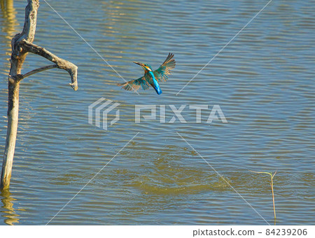 The common kingfisher flies quickly from the water to the dead tree branches. 84239206