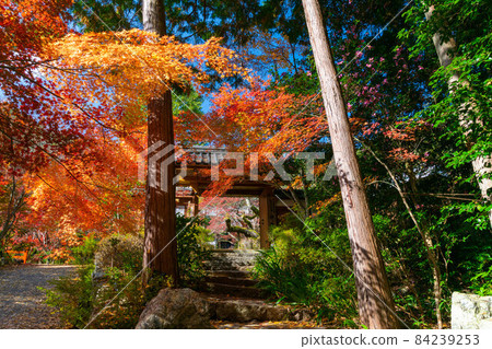 Autumn leaves of Jinsouji 84239253