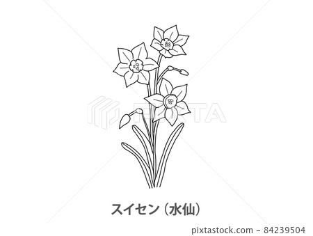 [Prefectural flower] Narcissus (narcissus) Fukui prefecture-line drawing 84239504