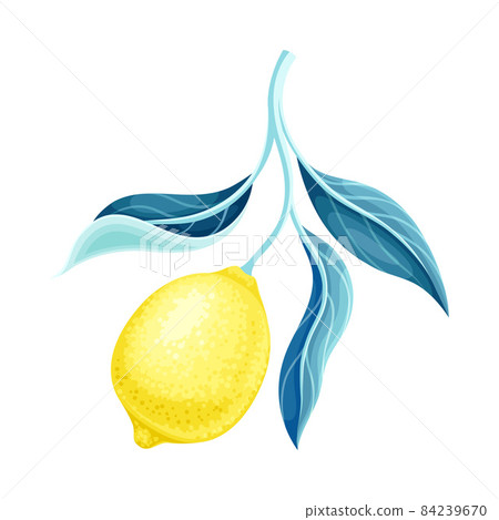 Lemon branch with ripe fruit and green leaves vector illustration Lemon branch with ripe fruit and green leaves vector illustration 84239670