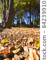The park in the fall season is covered with fallen leaves and acorn carpets. 84239910