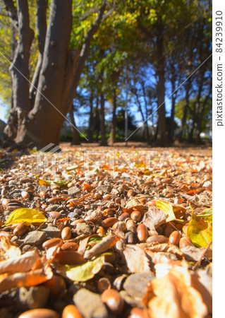 The park in the fall season is covered with fallen leaves and acorn carpets. 84239910