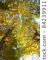 When I try to see the sky in a park with many trees, the autumn leaves are beautiful 84239911