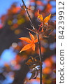 Beautifully colored red leaves illuminated by the sun 84239912