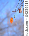 Autumn blue sky and sky Leaves that are colored in beautiful colors 84239913