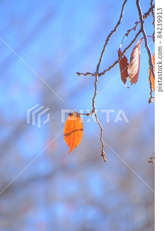 Autumn blue sky and sky Leaves that are colored in beautiful colors 84239913